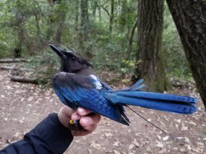 Steller’s Jay that has been fitted with a radio-transmitter to track its movements and has been banded with a unique color combination, so it can be identified in the future without having to be re-captured.