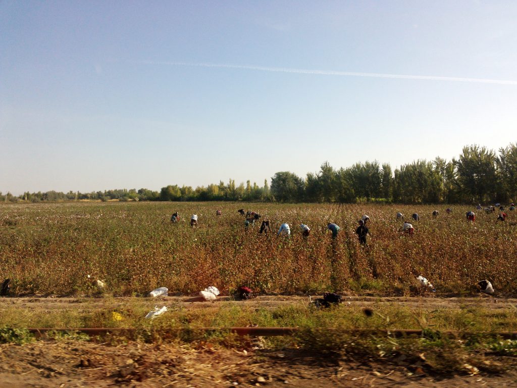 Figure 1: Cotton harvest in Uzbekistan