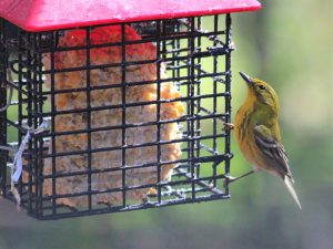 A pine warbler (Setophaga pinus) visits a suet feeder in a residential backyard. Abundance of songbird species visiting bird feeders affects where accipiter hawks colonize and persist in urban areas. Photo: Ashley Olah 2014.