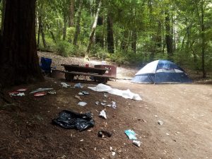 The aftermath of Steller’s Jays and other wildlife accessing food that has not been properly stowed by campers at a campsite in Big Basin State Park, where Kristin conducts her field work.