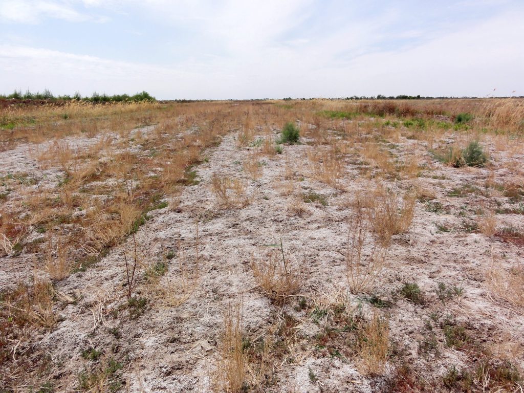 Figure 2 A field abandoned due to soil salinization (Khorezm, Uzbekistan)