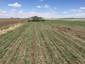 corn planting into 6 to 8 inch winter wheat